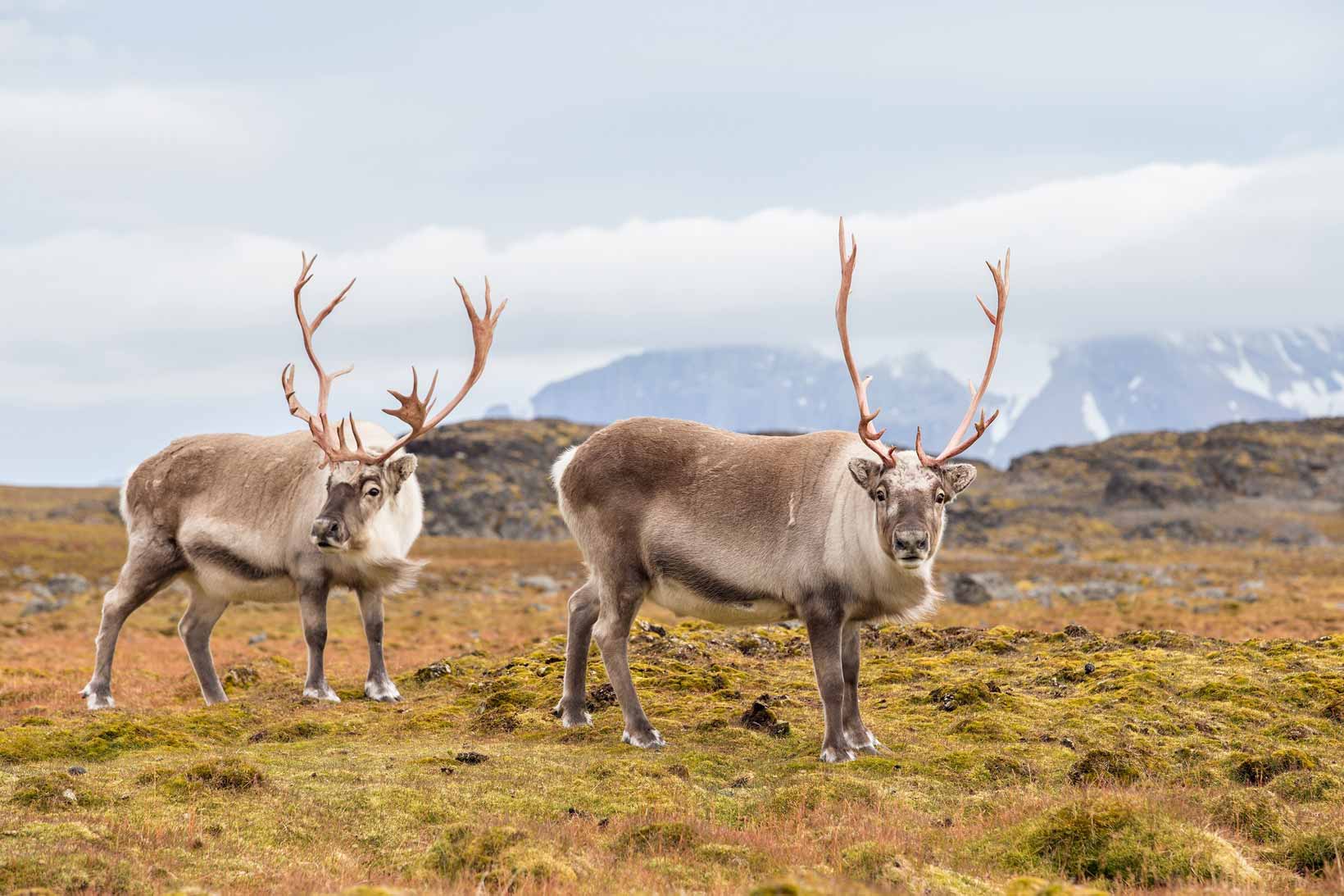 Reindeer in natural habitat