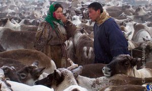 Nenet Reindeer herders with their reindeer