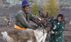 A couple of reindeer herders with their reindeer