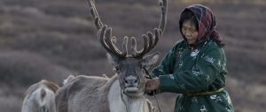 A Tsaatan woman with reindeer in northern Mongolia