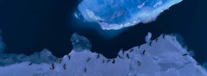 Seals on the ice floe in aerial view