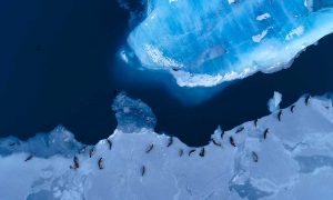 Seals on an ice floe, seen from the air