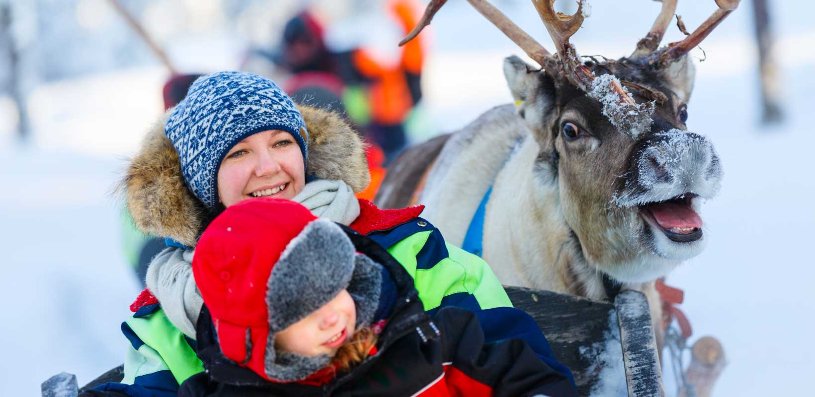 Smiling reindeer