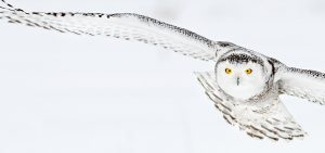 Snowy owl in Canada