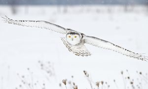 Snowy owl flying over a snowy field in Canada