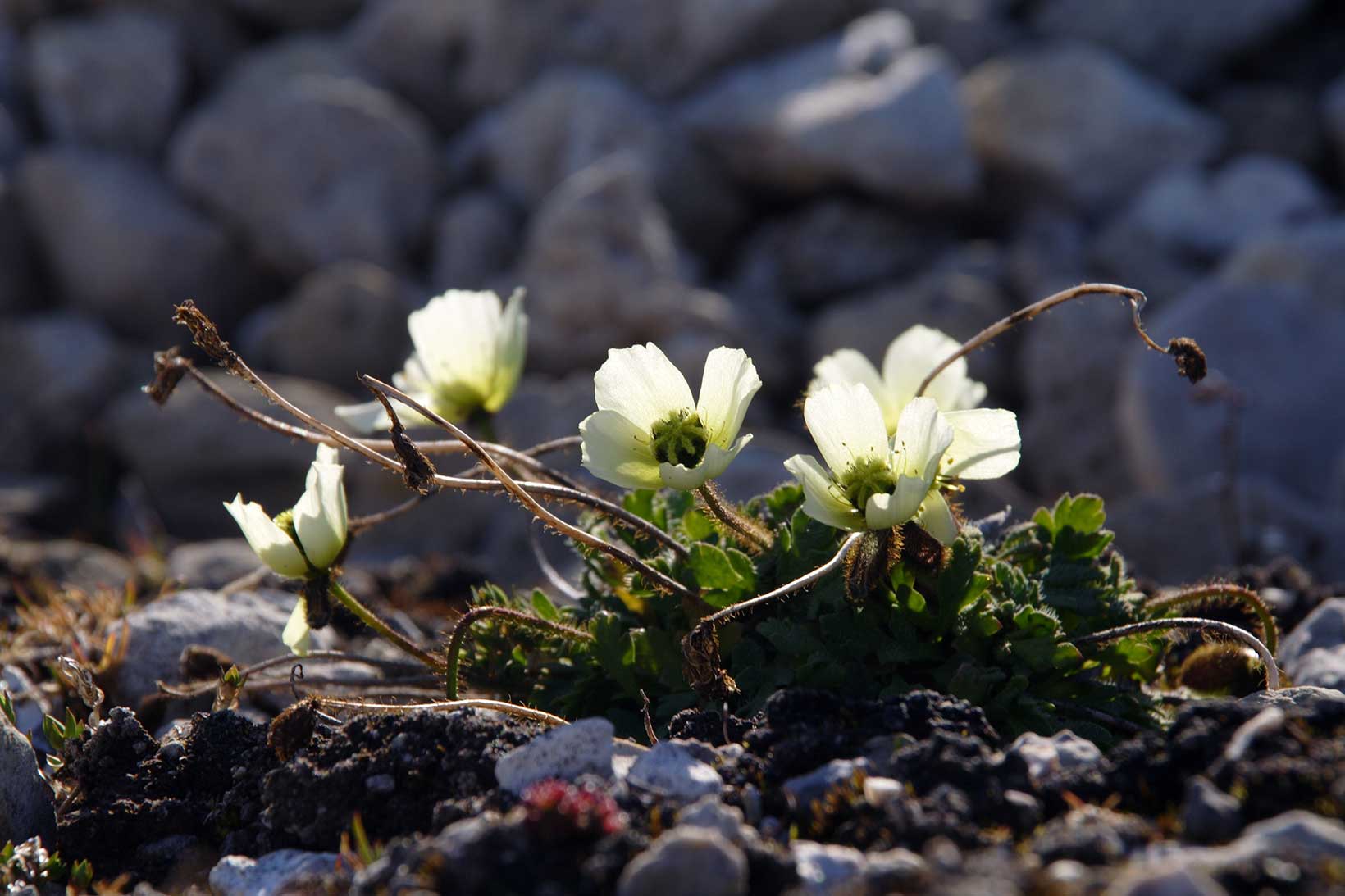 Svalbard poppy