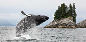 Jumping whale