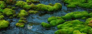 Moss and lichen growing in the arctic