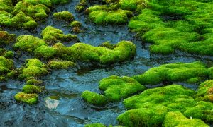 Moss and lichen growing in the arctic