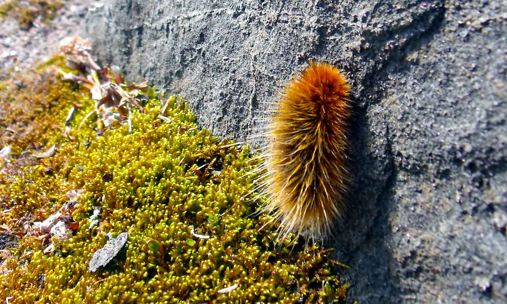 Woolly bear caterpillar